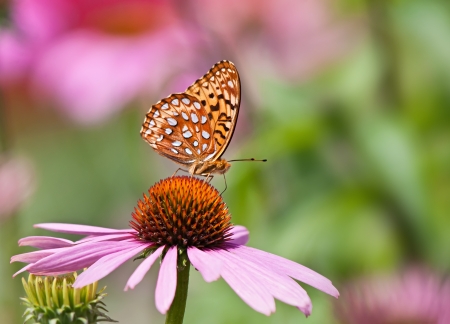 Fritillary butterfly feeding on pink coneflowersの写真素材