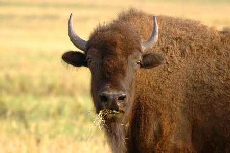 Portrait of American Bison eating hay
