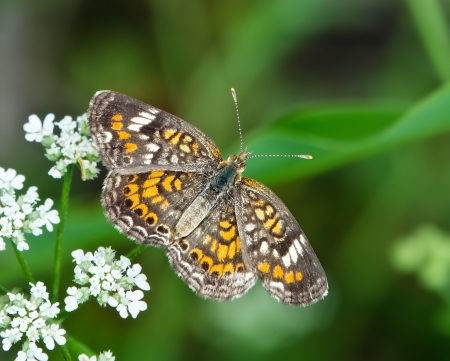 Phaon Crescent butterfly (Phyciodes phaon) feeding on white flowersの写真素材