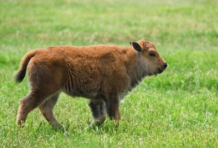 Buffalo calf walking on the meadowの写真素材