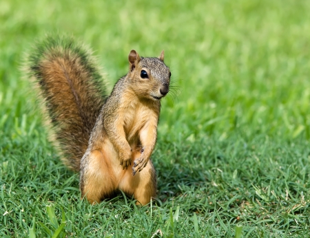 Curious looking young Eastern Fox squirrel  Sciurus niger  in the gardenの写真素材