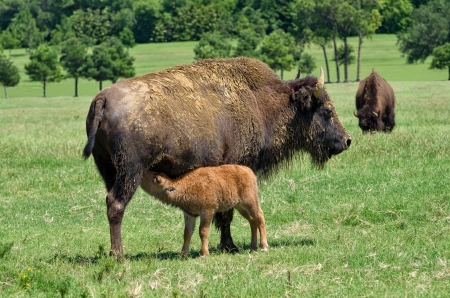 Buffalo cow nursing her calf on the pastureの写真素材