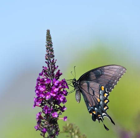 Eastern Tiger Swallowtail butterfly (Papilio glaucus) feeding on purple butterfly bush flowers. Copy space. の写真素材