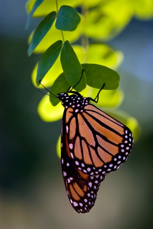 Monarch butterfly perched on a leafの写真素材