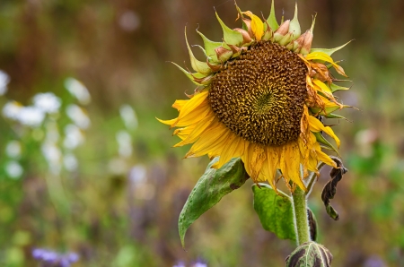 Faded autumn sunflower against natural backgroundの写真素材