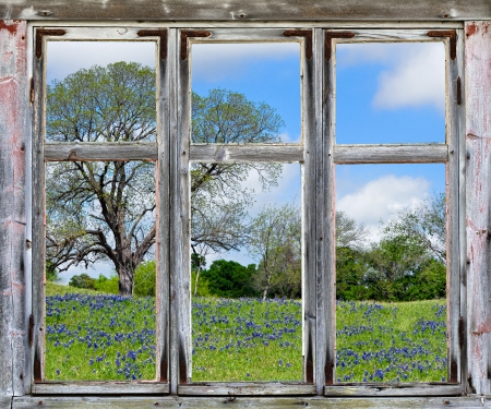 Country spring vista with Texas bluebonnets, seen through an old rustic window frameの写真素材