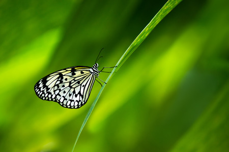Paper Kite, Rice Paper, or Large Tree Nymph butterfly (Idea leuconoe)