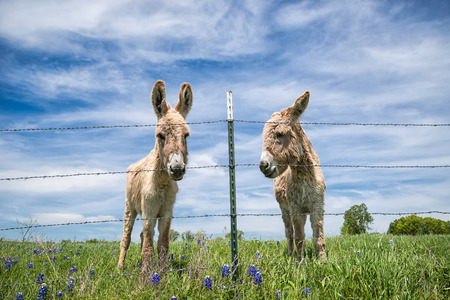 Two donkeys standing behind barbwire fence on spring pastureの写真素材