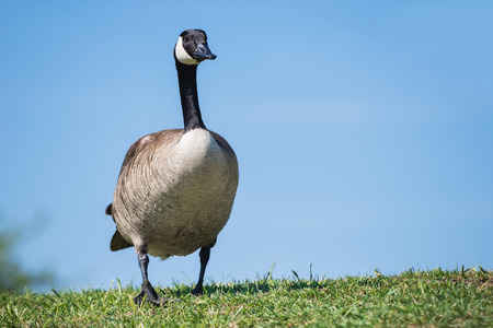 Canada Goose standing in the park grass against blue skyの写真素材