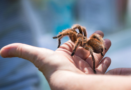 Child holding a tarantula spider on her handの写真素材