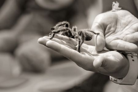 Child holding a tarantula spider on her hand. Sepia tone, shallow depth of field. の写真素材