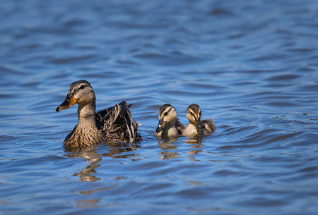 Female Mallard duck (Anas platyrhynchos) and two ducklings swimming in lake