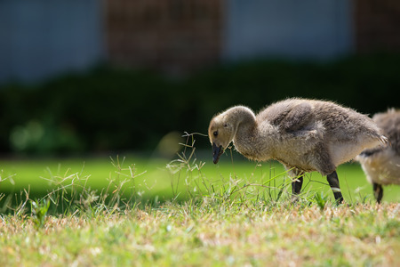 Cute Canada goose gosling feeding on the spring grass