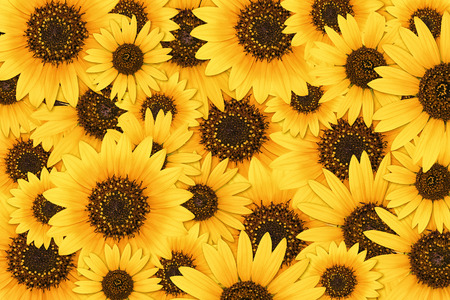 Wild sunflower blossom backgroundの写真素材