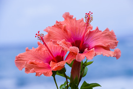 Peach and pink colored Hibiscus flowers against blue ocean backgroundの写真素材