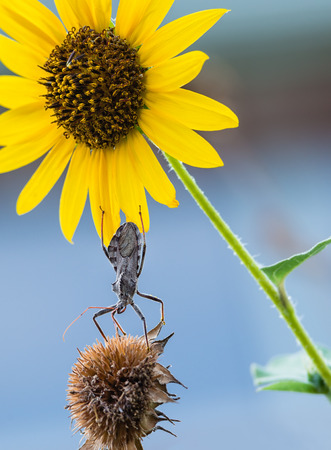 Wheel bug (Arilus cristatus) hanging on wild sunflowersの写真素材