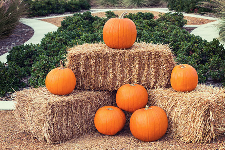 Pumpkin arrangement on hay bales. Vintage filter effects.