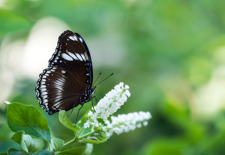 Great Eggfly butterfly (Hypolimnas bolina), also called Blue Moon butterfly or Common Eggfly, feeding on white flowersの写真素材