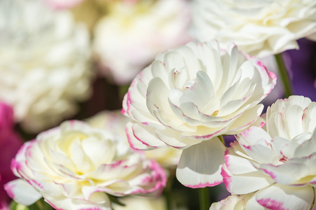 White and pink Ranunculus flowers blooming in the spring, closeup