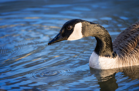 Canada Goose (Branta canadensis) swimming in the lake, closeupの写真素材