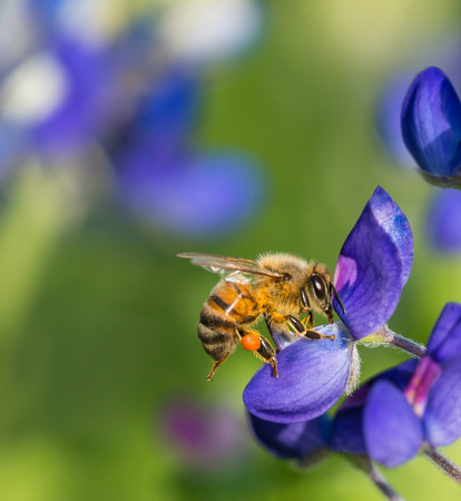 Bee pollinating Texas bluebonnet wildflower in the spring