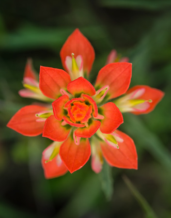 Closeup of Indian Paintbrush wildflower against natural green background, top view with shallow depth of fieldの写真素材