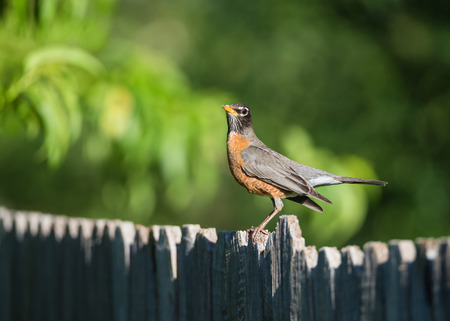 American robin (Turdus migratorius) perched on wood fence. Natural green background.の写真素材