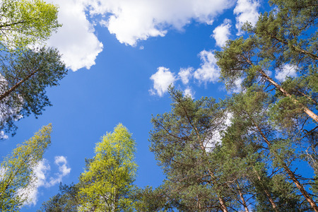 Tree tops against blue sky and white cloudsの写真素材