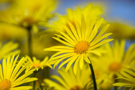 Yellow daisies Leopards Bane flower Doronicum blooming in springの写真素材