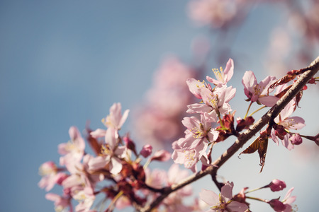 Closeup of cherry tree prunus sargentii blossoms in the spring. Blue sky background with copy space.の写真素材