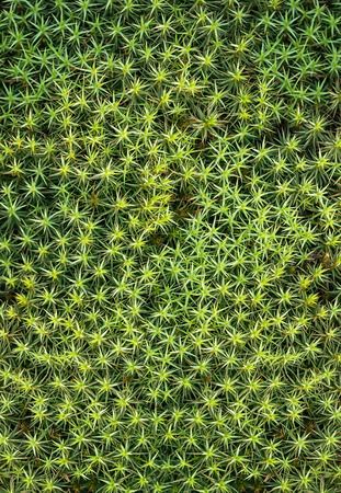 Green moss nature backgroundの写真素材