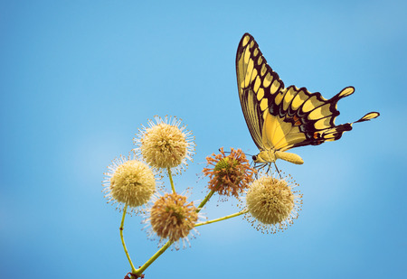 Giant Swallowtail butterfly Papilio cresphontes feeding on buttonbush flowers. Blue sky background...