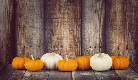 Mini pumpkins in a row against rustic wooden background, copy spaceの写真素材