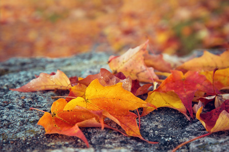 Fallen maple leaves on a rock on an autumn morning. Shallow depth of field with copy space.の写真素材
