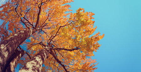 Upward view of autumn tree with bright yellow and orange leaves against blue sky. Copy space....