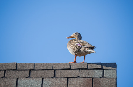 Female Mallard duck (Anas platyrhynchos) on the roof top. Blue sky background with copy space.