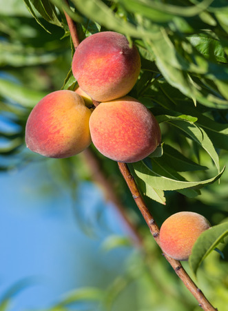 Sweet peaches ripening on peach tree branch in the garden, closeupの写真素材