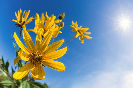 Flowering Jerusalem artichoke (Helianthus tuberosus). Blue sunny sky background with copy space.の写真素材