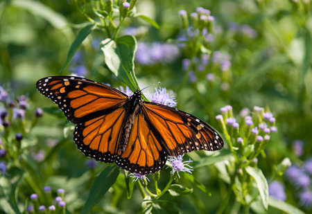Male Monarch butterfly (Danaus plexippus) feeding on Greggs Mistflowers (Conoclinium greggii) in the...
