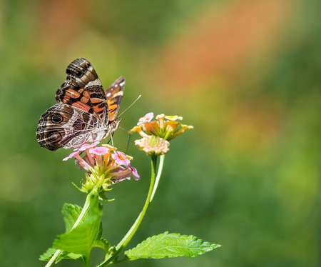 The American Painted Lady or American Lady (Vanessa virginiensis) butterfly feeding on Lantana flowers. Copy space.の写真素材