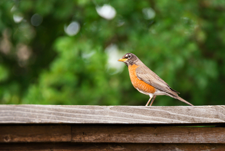American robin (Turdus migratorius) perched on wood fence. Natural green background.の写真素材