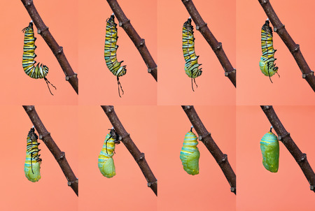 Monarch butterfly pupation, metamorphosis from caterpillar to chrysalis.の写真素材