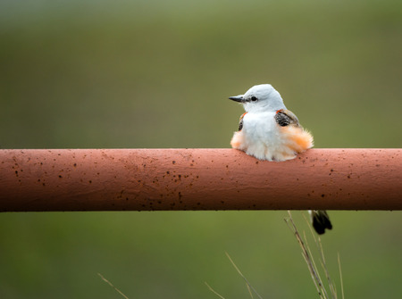 Scissor-tailed Flycatcher (Tyrannus forficatus) perched on fence railing in Texas spring. Natural green background with copy space.の写真素材