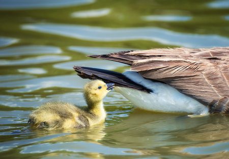 Cute newborn Canada goose gosling swimming behind the Mother goose in the lake