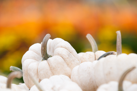 Closeup of white mini pumpkins against autumn colors.の写真素材