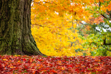 Closeup of colorful autumn trees at a park in New England. Fallen maple tree leaves forming a beautiful red carpet.の写真素材