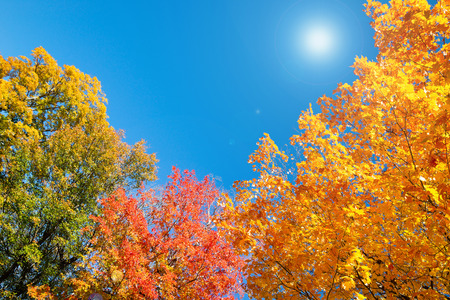 Golden, orange and red autumn foliage tree top leaves against sunny, blue sky. Copy space.の写真素材