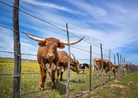 Texas longhorn cattle grazing behind a fence on a yellow flower pasture in the spring.の写真素材