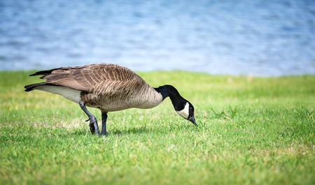 Canada Goose (Branta canadensis) feeding on the grass in the park. Blue lake water background.の写真素材