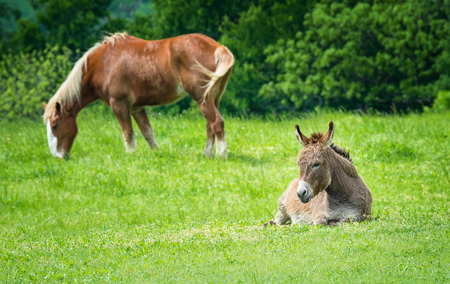 Donkey sitting on green pasture in Texas spring. Belgian draft horse grazing in the background.の写真素材
